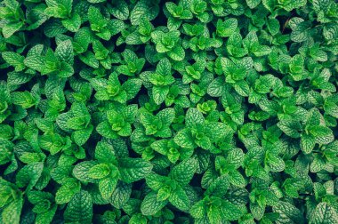 yeşil nane bitki sebze Bahçe büyüyen