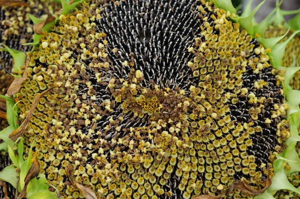 Bütün Taze Olgun Ayçekirdeği Closeup — Stok fotoğraf