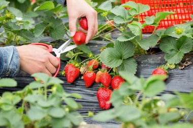 çiftçi alan malzeme çekme çileklere eller