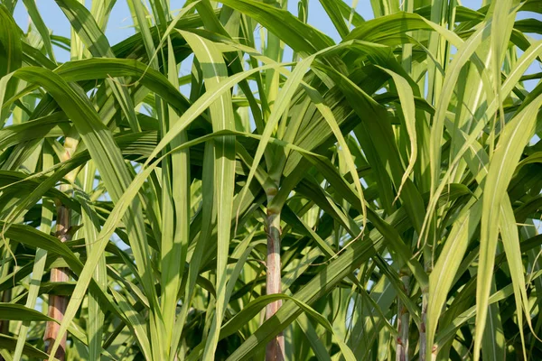 Sugarcane Plants Growth Blue Sky — Stock Photo, Image