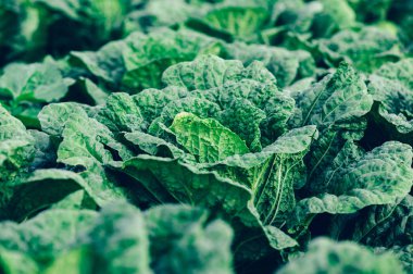 Kuzey Çin, Çin lahanası alan