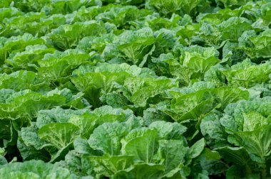 Kuzey Çin, Çin lahanası alan