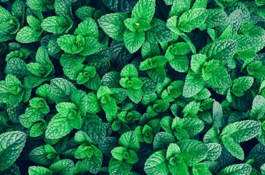 Sebze bahçesinde yetişen yeşil nane bitkileri