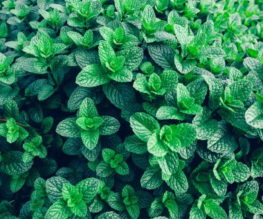 Sebze bahçesinde yetişen yeşil nane bitkileri