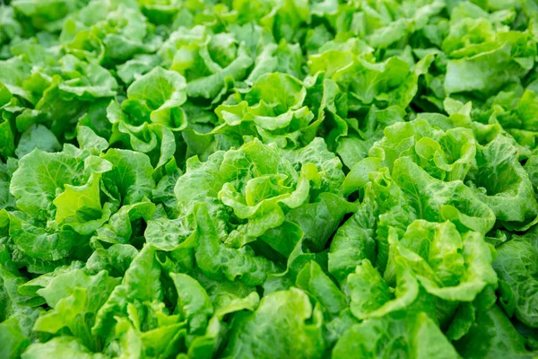 Plantas Alface Verde Que Crescem Campo — Fotografia de Stock