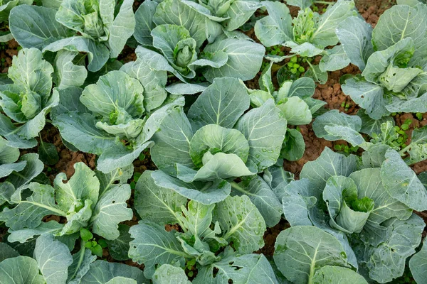 yeşil lahana bitkilerde büyüme alanı at