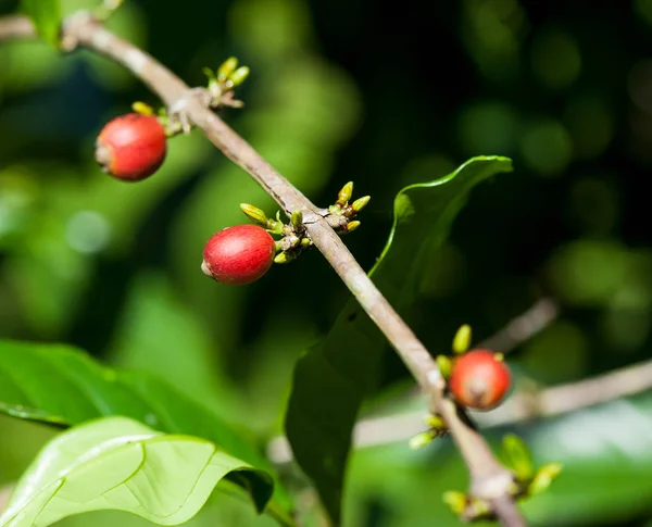 Coffee Beans Growth Tree Close View — Stock Photo, Image