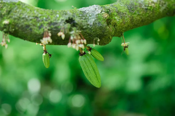 Vista Vicino Dei Chicchi Cacao Che Crescono Sugli Alberi — Foto Stock