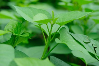 büyüme yapraklarda Yeşil tatlı patates under