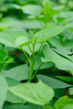 büyüme yapraklarda Yeşil tatlı patates under