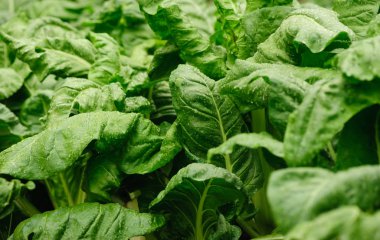  silverbeet bitkiler sebze Bahçe 