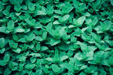 Sebze bahçesinde yetişen yeşil nane bitkileri