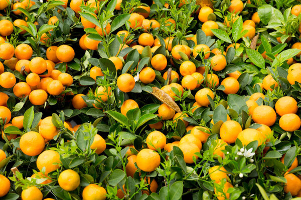 Kumquats, the decoration of Chinese lunar new year