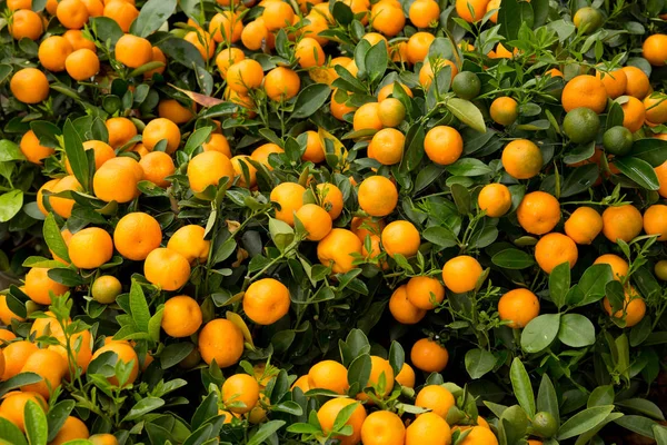 Kumquat Decorazione Del Capodanno Lunare Cinese — Foto Stock