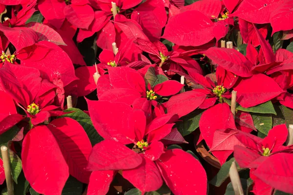 Krásné Vánoční Hvězda Květiny Připravené Pro Prázdninové Sezóny — Stock fotografie