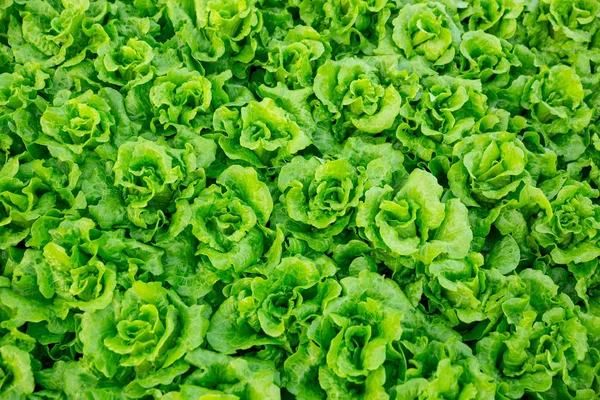 Green Lettuce Plants Growing Field — Stock Photo, Image