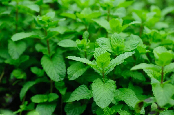 Green mint plants growing at vegetable garden