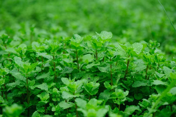 Green Mint Plants Growing Vegetable Garden — Stock Photo, Image