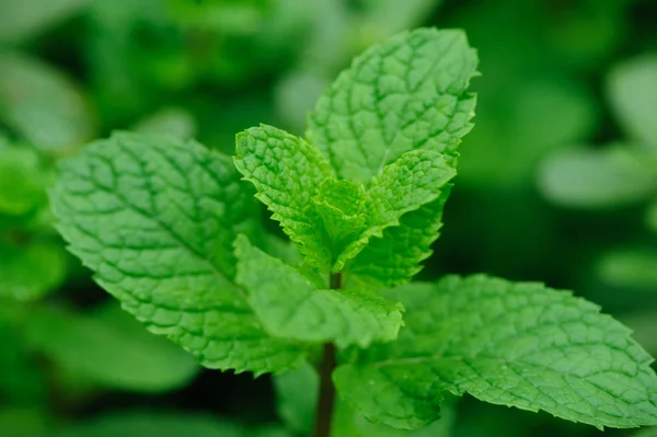 Green mint plants growing at vegetable garden