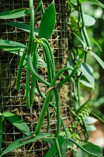 Vanilla Rostliny Rostoucí Plantáži Zemědělství — Stock fotografie