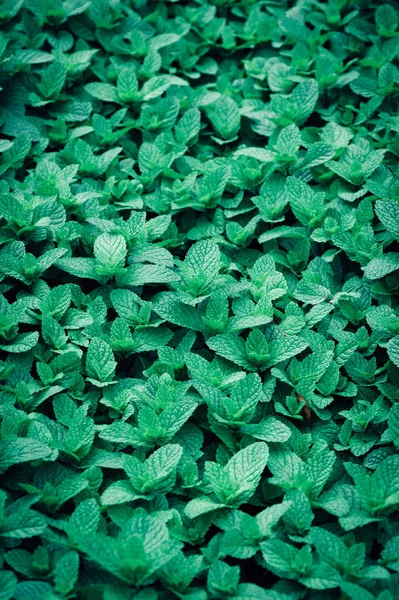 Sebze bahçesinde yetişen yeşil nane bitkileri