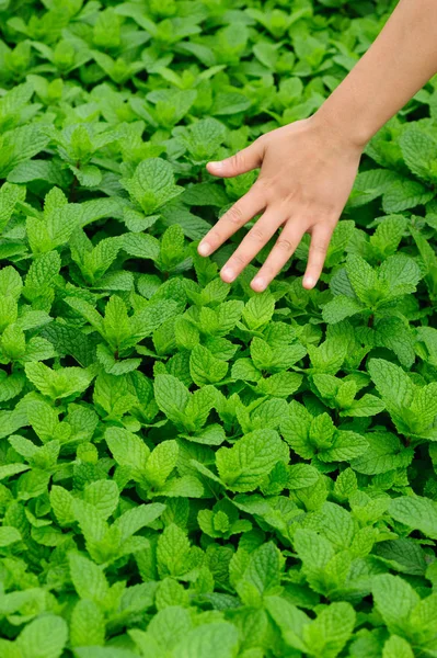 Hand Att Mint Växterna Köksträdgård — Stockfoto