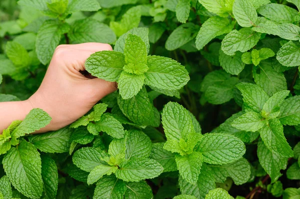 Cosechando Mano Planta Menta Jardín —  Fotos de Stock