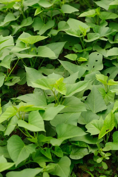 Πράσινη Γλυκιά Πατάτα Φύλλα Στην Ανάπτυξη Στο Κατατίθεται — Φωτογραφία Αρχείου