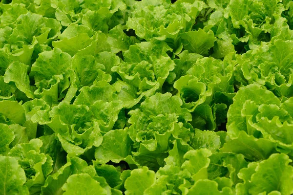 Grüne Salatpflanzen Wachsen Auf Dem Feld — Stockfoto
