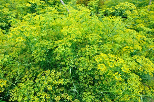 Zeleného Fenyklu Rostliny Rostoucí Zahradě — Stock fotografie