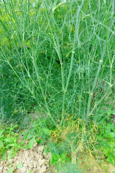 Bahçe yeşil rezene bitkiler