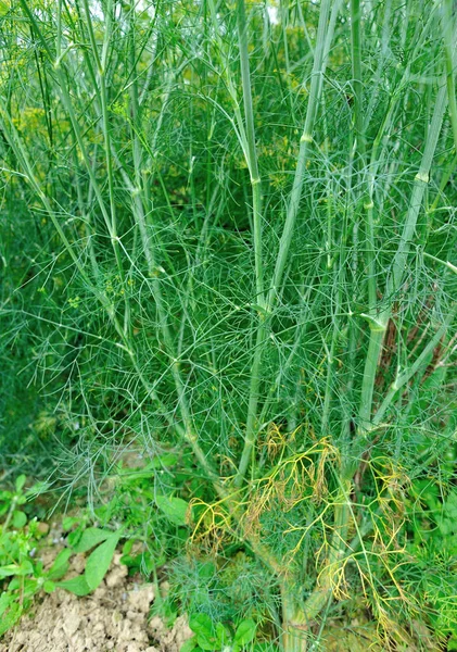 Bahçe yeşil rezene bitkiler