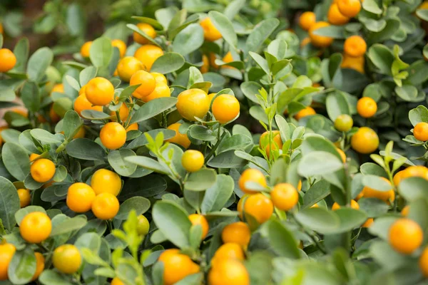 Fortunella Margarita Kumquats Giardino Decorazione Capodanno Lunare Cinese — Foto Stock