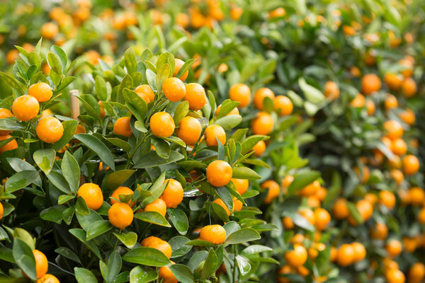 Fortunella margarita Kumquats in garden. Decoration of Chinese lunar new year