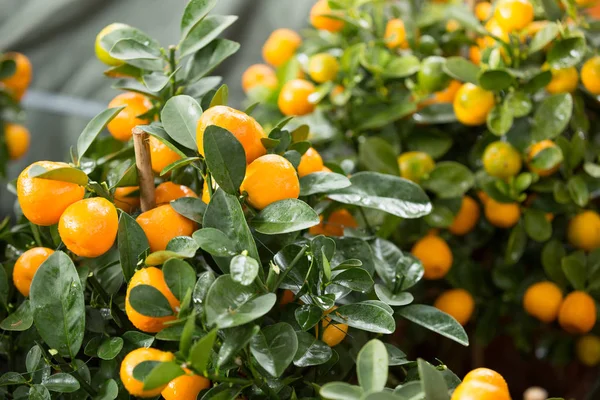 Fortunella Margarita Kumquats Саду Декорация Китайского Лунного Нового Года — стоковое фото