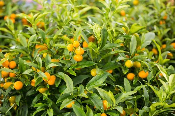 Fortunella Margarita Kumquats Dans Jardin Décoration Nouvel Lunaire Chinois — Photo