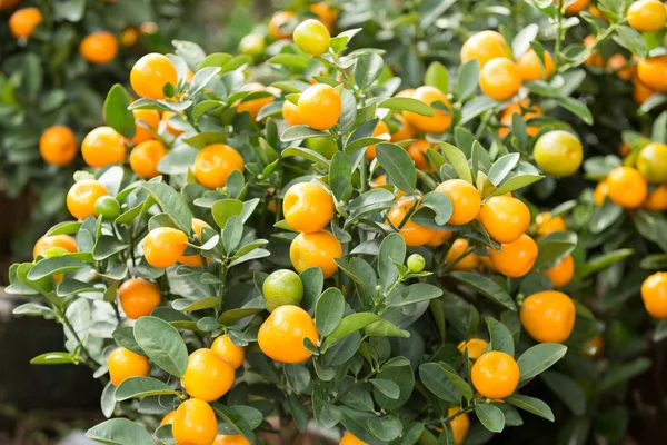 Fortunella Margarita Kumquats Giardino Decorazione Capodanno Lunare Cinese — Foto Stock