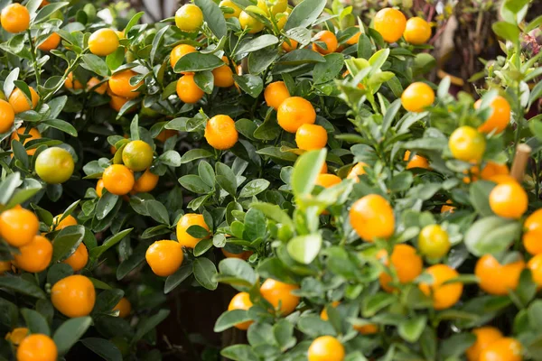 Fortunella Margarita Kumquats Giardino Decorazione Capodanno Lunare Cinese — Foto Stock