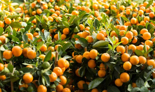 Kumquat Decorazione Del Capodanno Lunare Cinese — Foto Stock