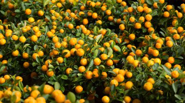 Kumquats, Çin ay yeni yıl ve dekorasyon