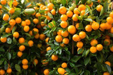 Kumquats, Çin ay yeni yıl ve dekorasyon