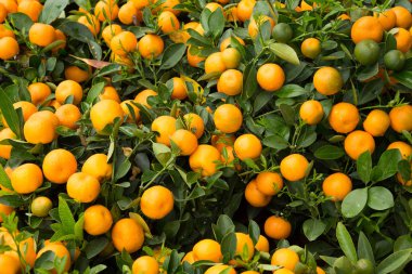 Fortunella margarita Kumquats bahçesinde. Çin ay yeni yıl bezemeleri