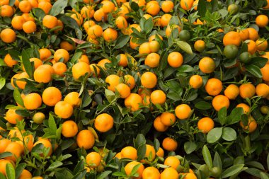 Fortunella margarita Kumquats bahçesinde. Çin ay yeni yıl bezemeleri
