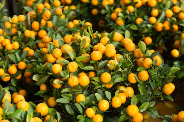 Fortunella Margarita Kumquats Giardino Decorazione Capodanno Lunare Cinese — Foto Stock