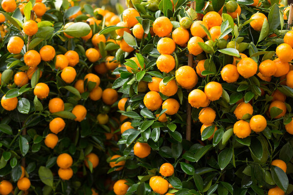 Kumquats, the decoration of Chinese lunar new year