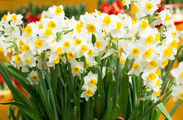 Narcissus Bloemen Voor Chinese Maankalender Nieuwe Jaar Decoratie — Stockfoto