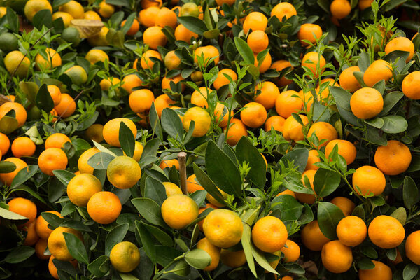 Fortunella margarita Kumquats in garden. Decoration of Chinese lunar new year