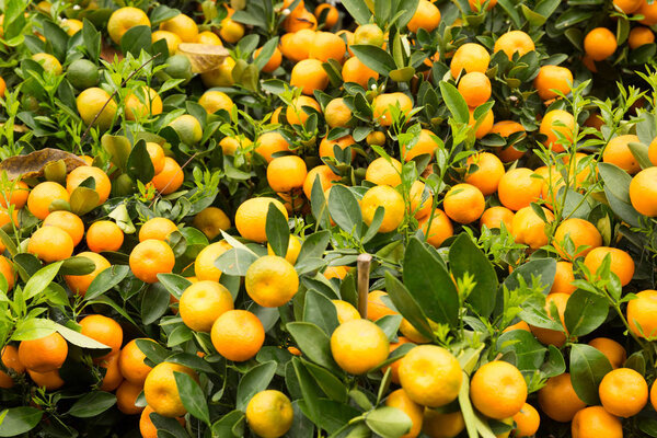 Fortunella margarita Kumquats in garden. Decoration of Chinese lunar new year