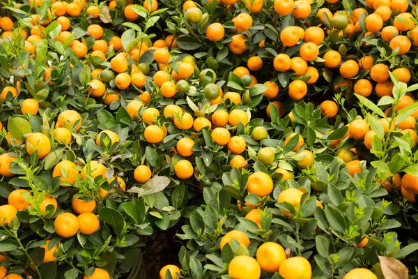 Arance agrumate gialle — Foto Stock