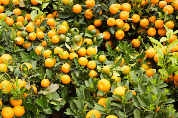 Fortunella margarita Kumquats in garden. Decoration of Chinese lunar new year